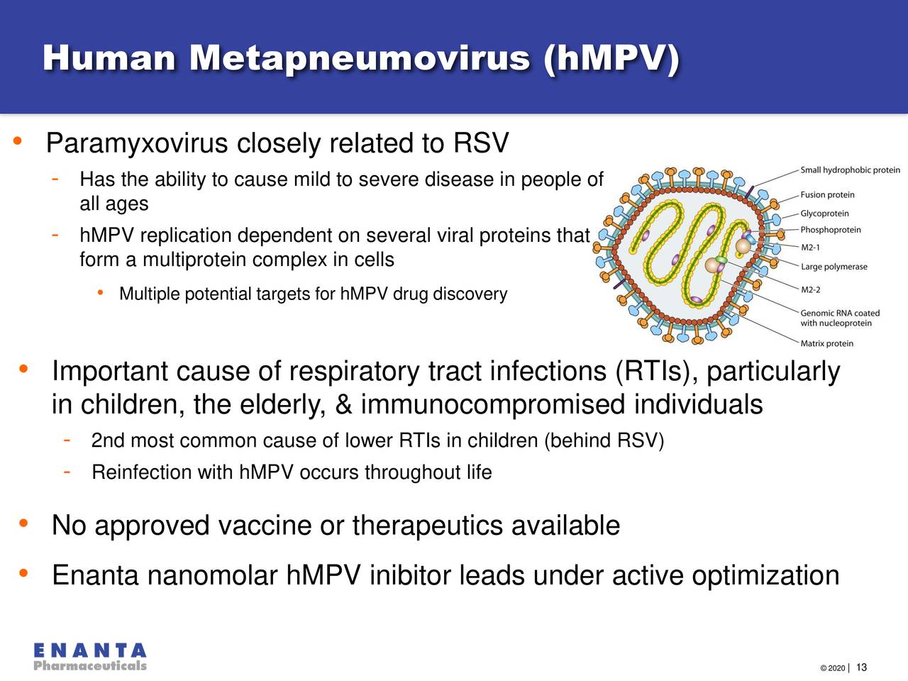 Metapneumovirus human medscape